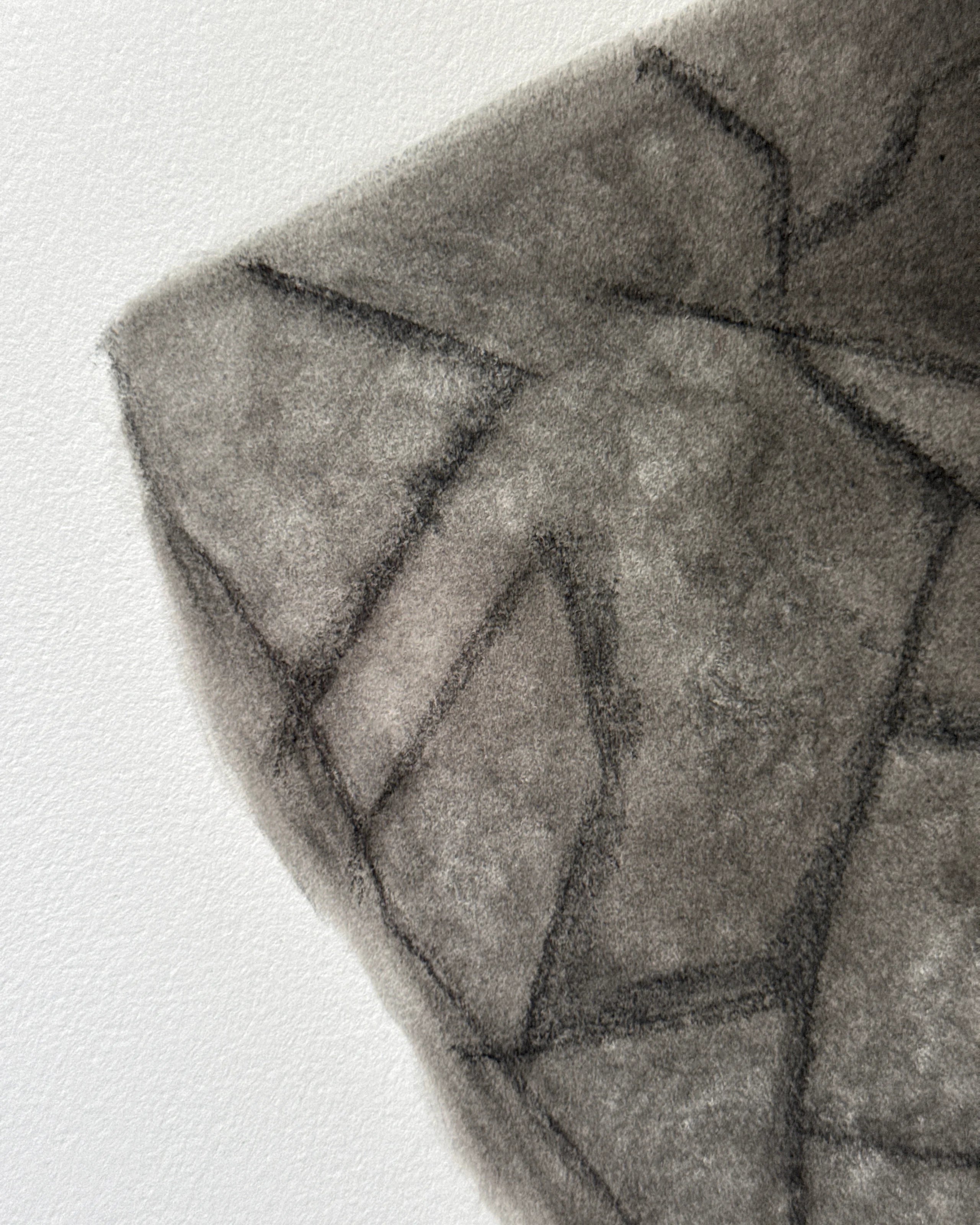 Sage - Unbroken Charcoal Drawing