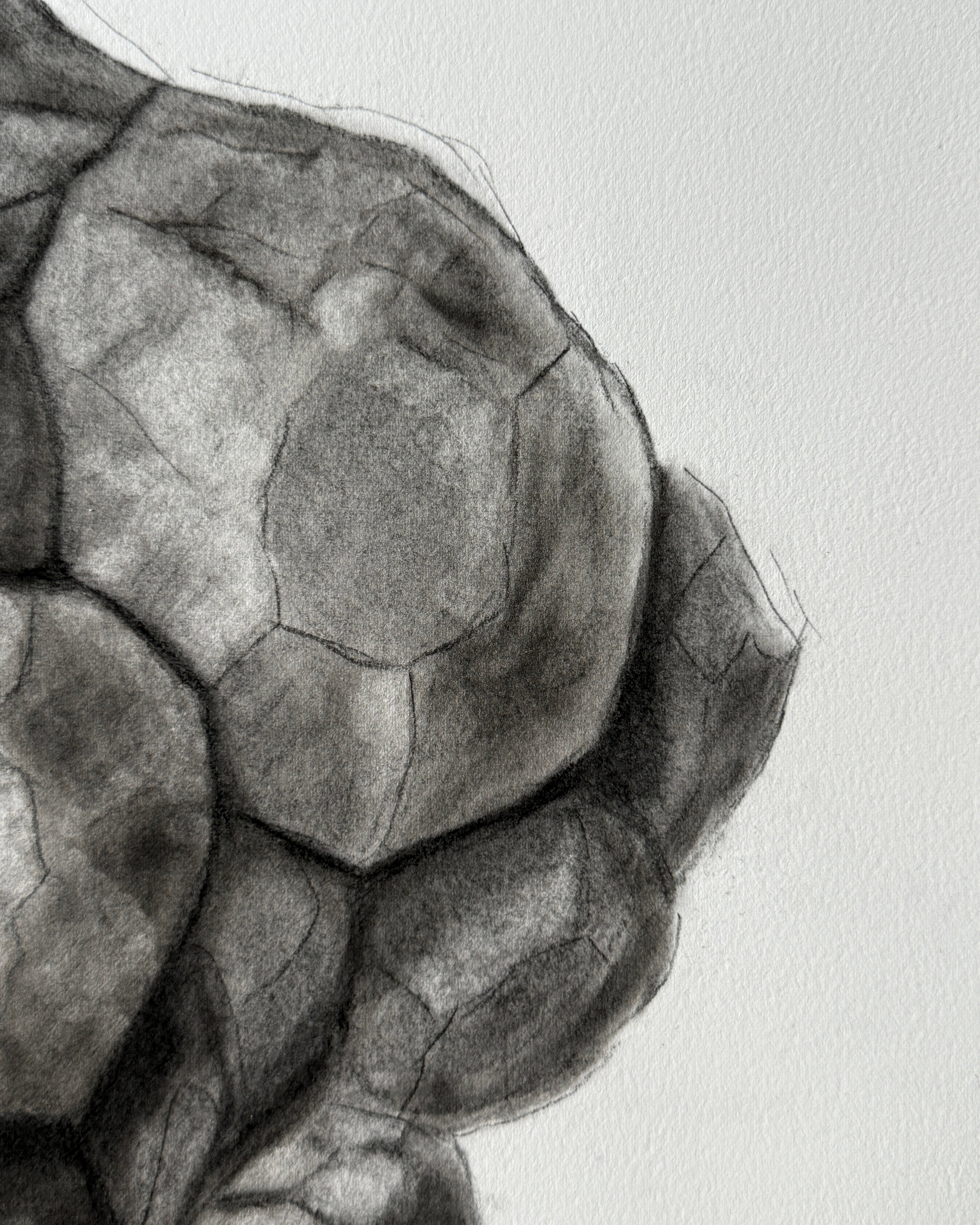 Queen - Unbroken Charcoal Drawing